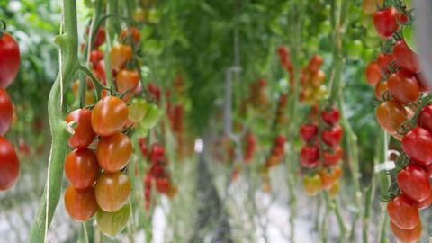 © Facebook Sfera Agricola © Facebook Sfera Agricola